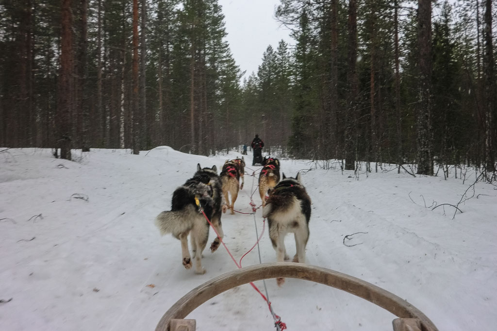 Husky sledding