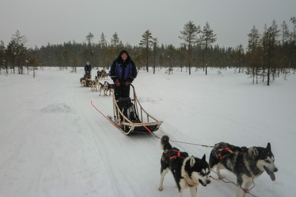 Husky sledding