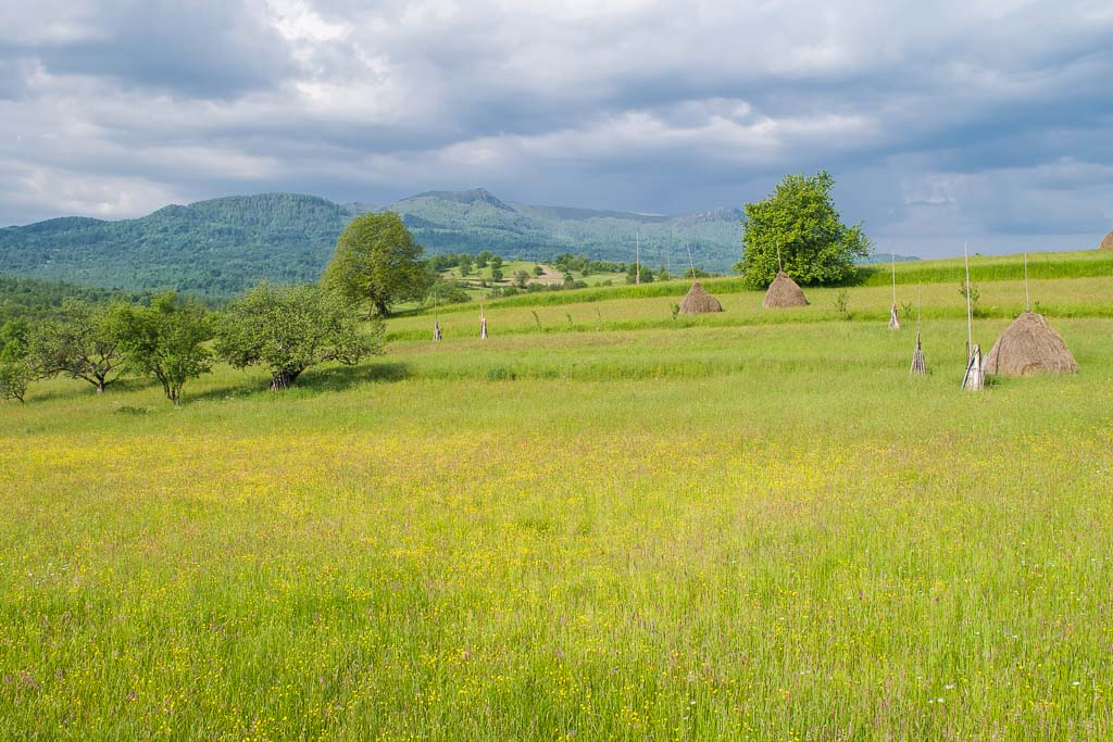Maramures Field, Maramures Romania
