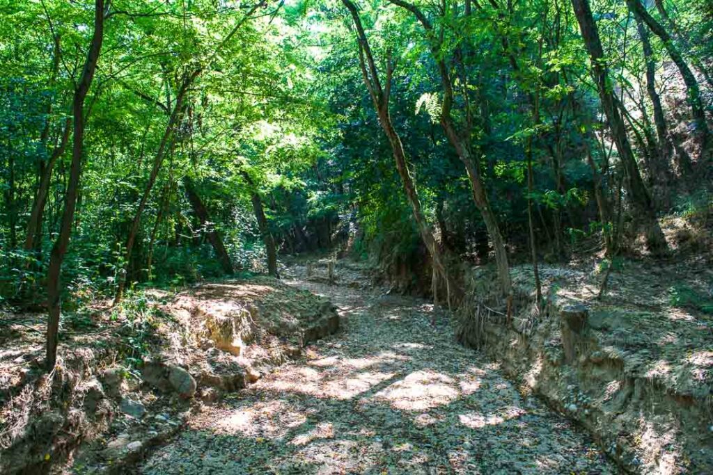 Woods, Hiking Rozhen Monastery