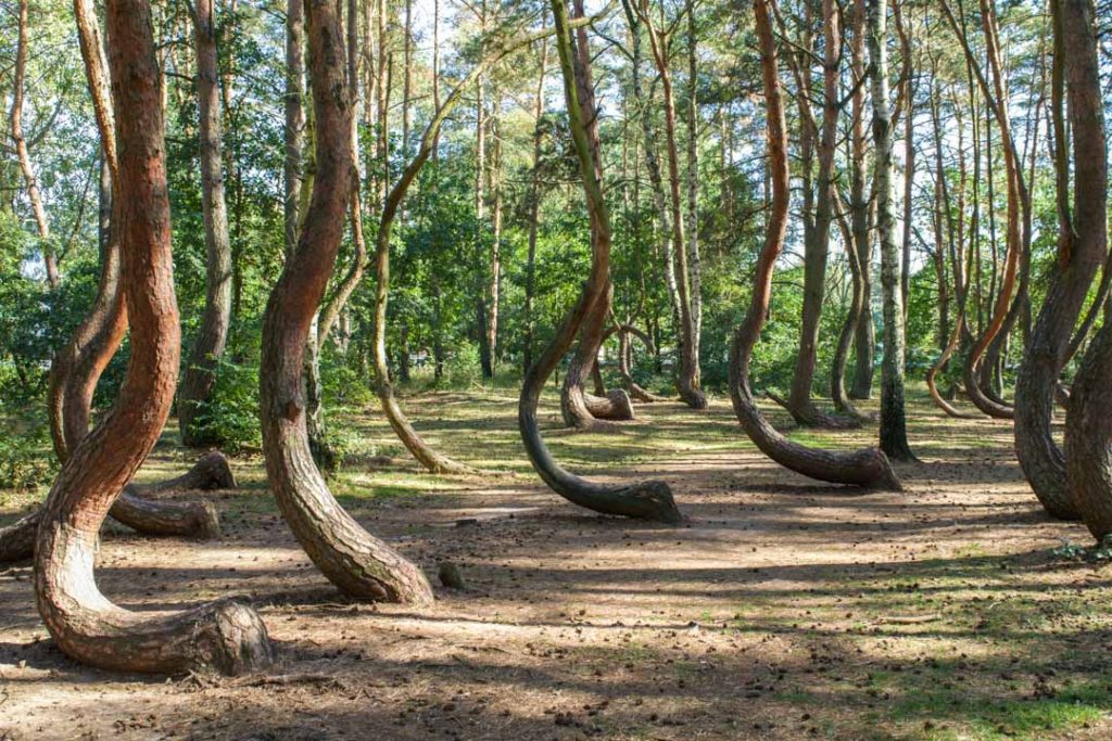 Crooked Forest Trees, Hidden Gems