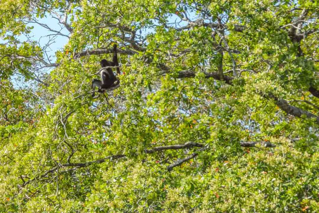 Capuchin Monkey Lamanai Belize
