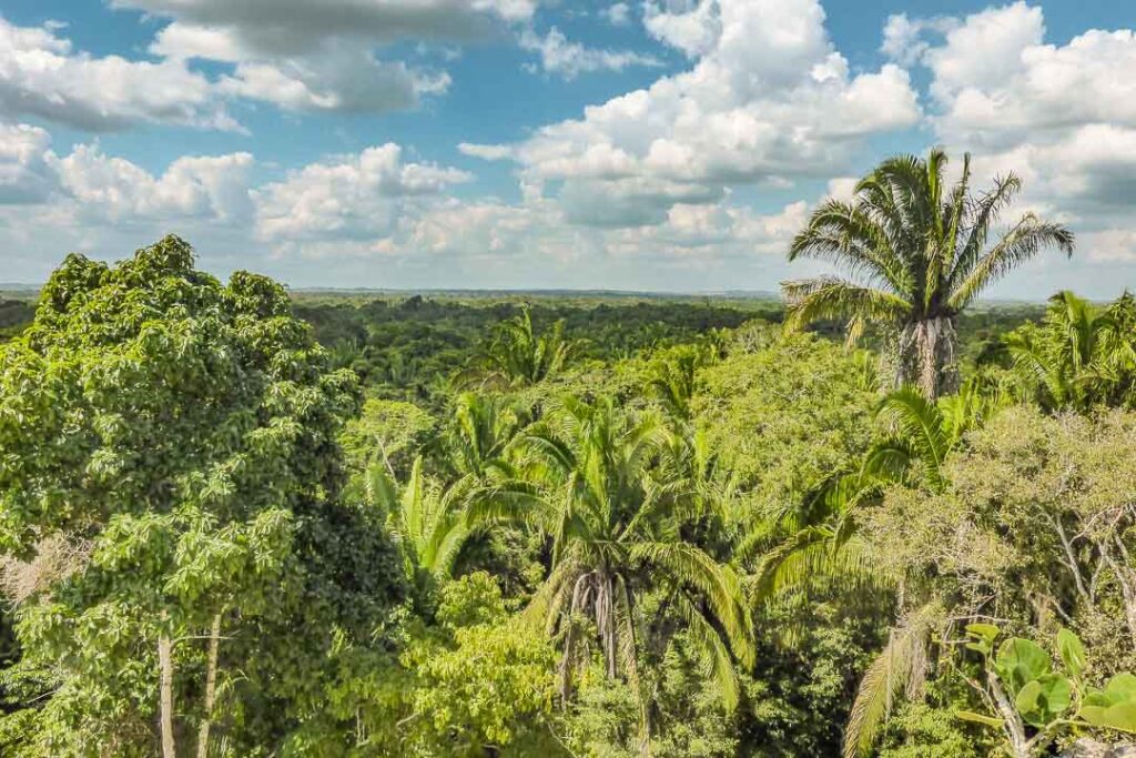 Belize Jungle Views
