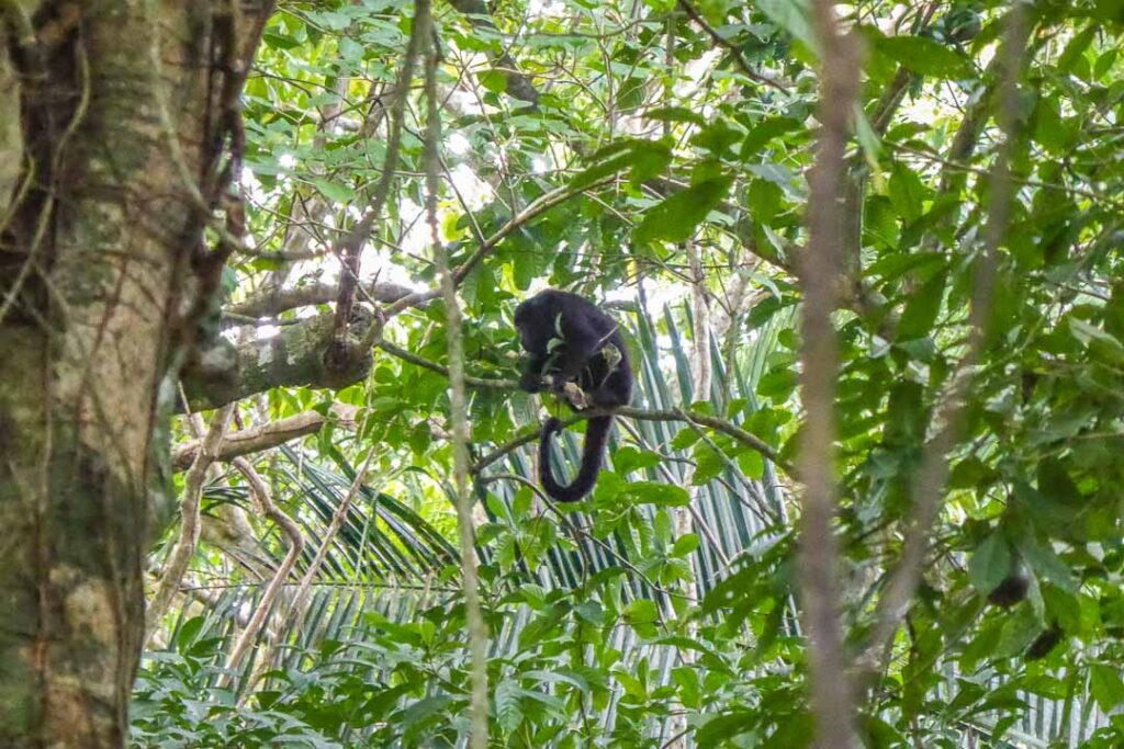Howler Monkey Belize