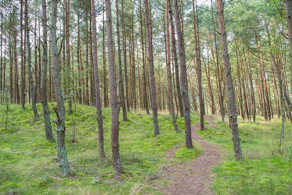 Forest