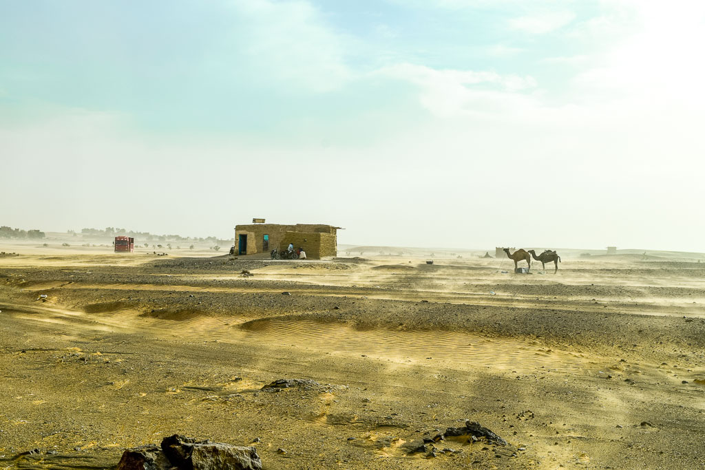 Desert Home Camels