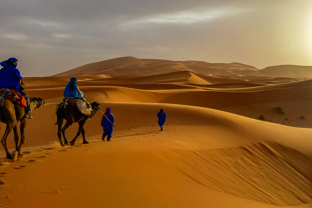 Camel in Dunes Desert