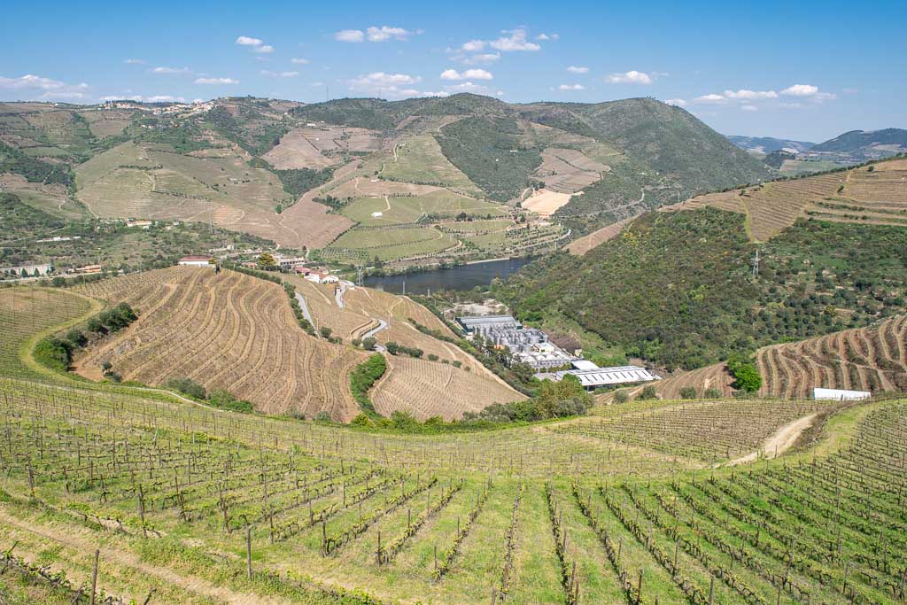 Grapevines View, Douro Valley