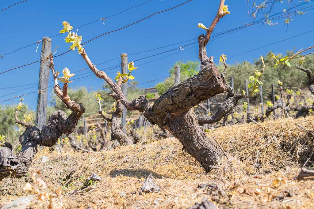 Grapevine, Douro Valley