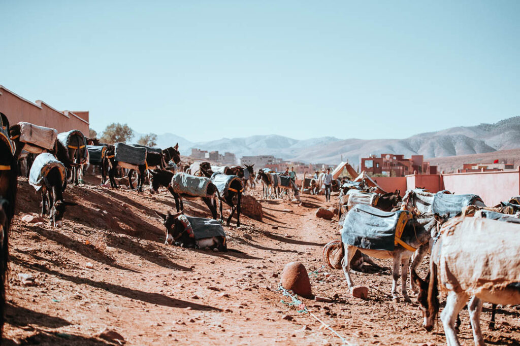 Climate, Things to Know Visiting Marrakesh