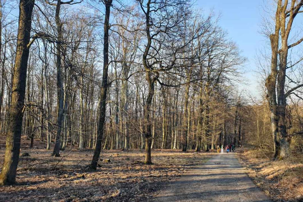 Lainzer Tiergarten, Things to Do Around Vienna