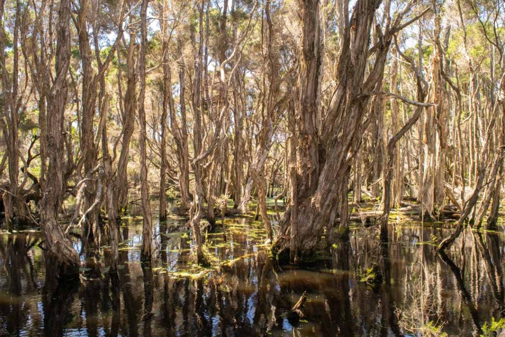 Narawntapu National Park, Northern Tasmania