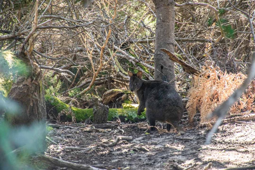 Pademelon in Tasmania