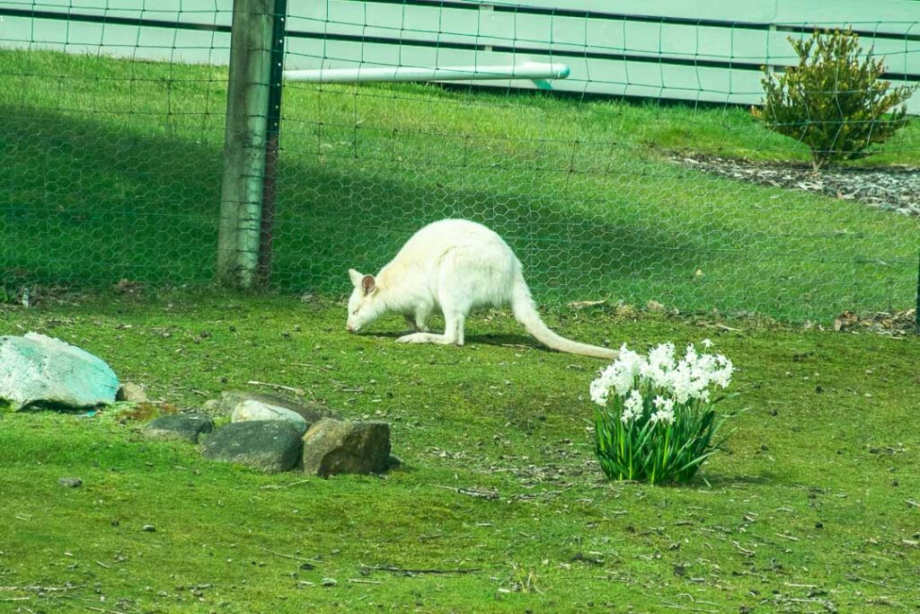 White Wallaby Tasmania