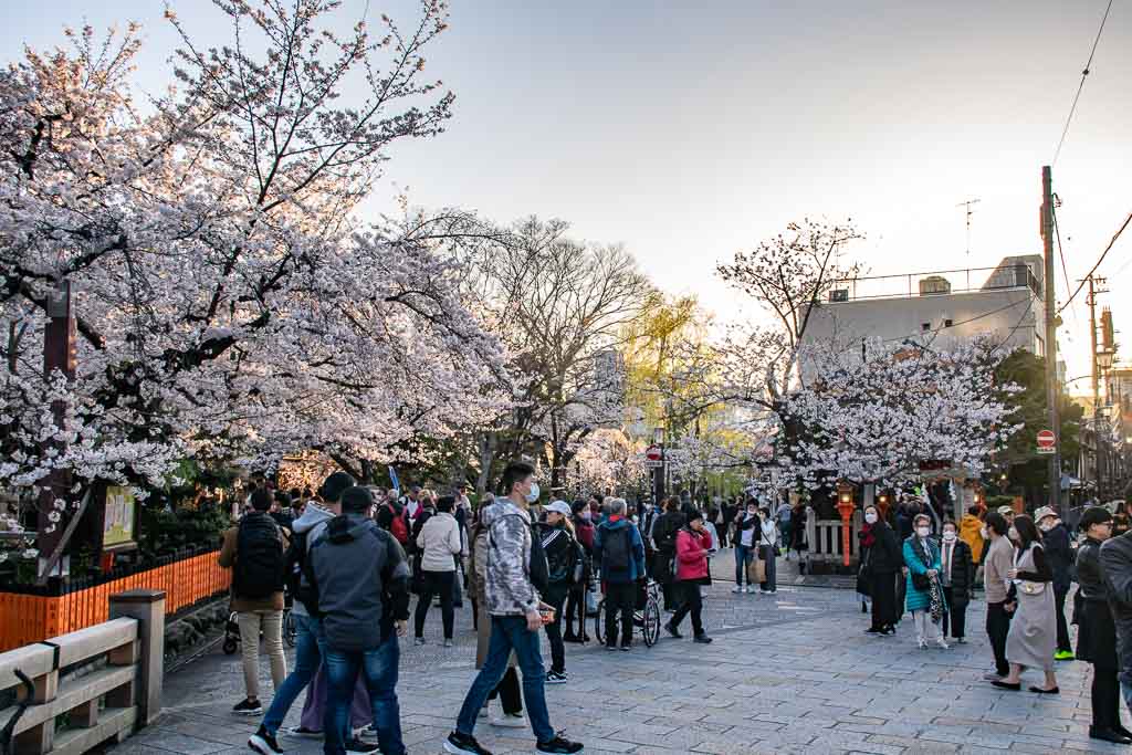 Kyoto Japan cherry blossom visit
