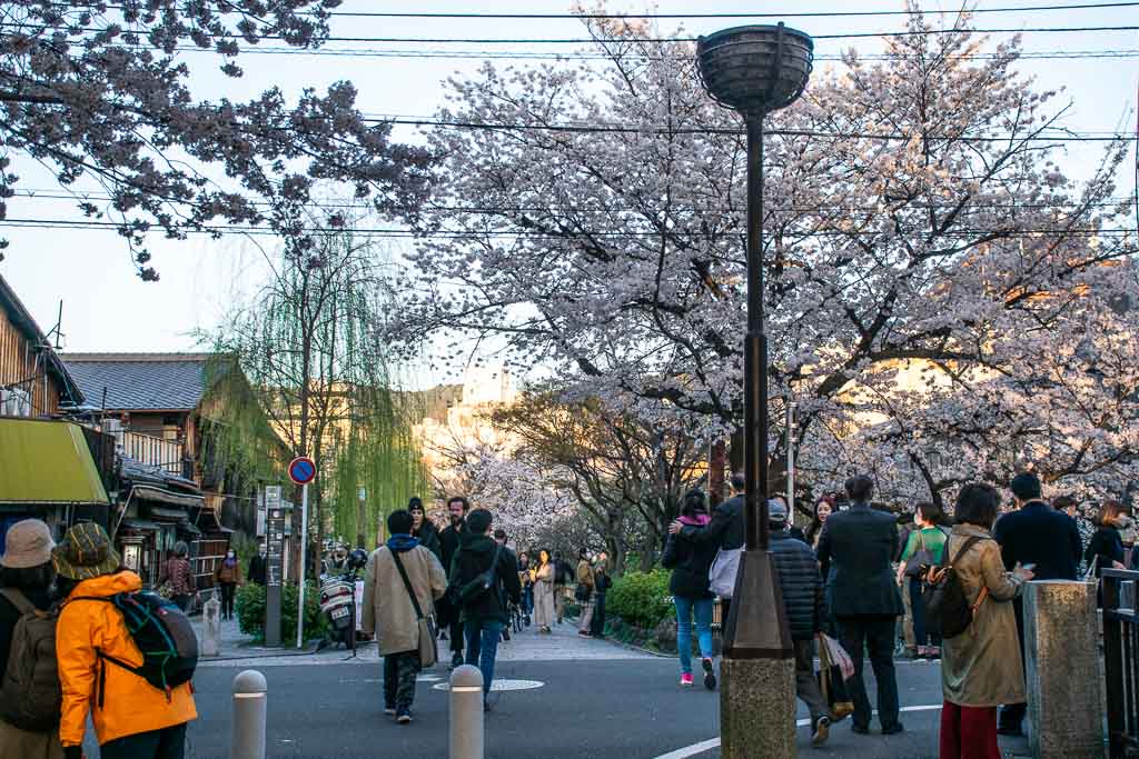 Visiting Japan in cherry blossom season