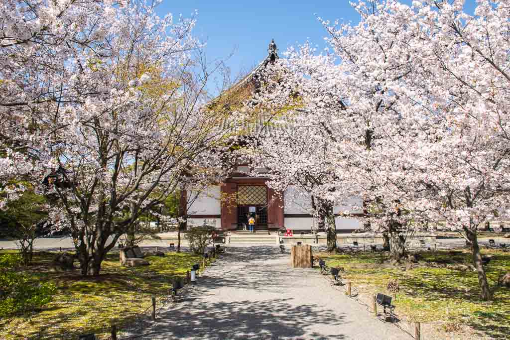 Sakura in Kyoto Japan