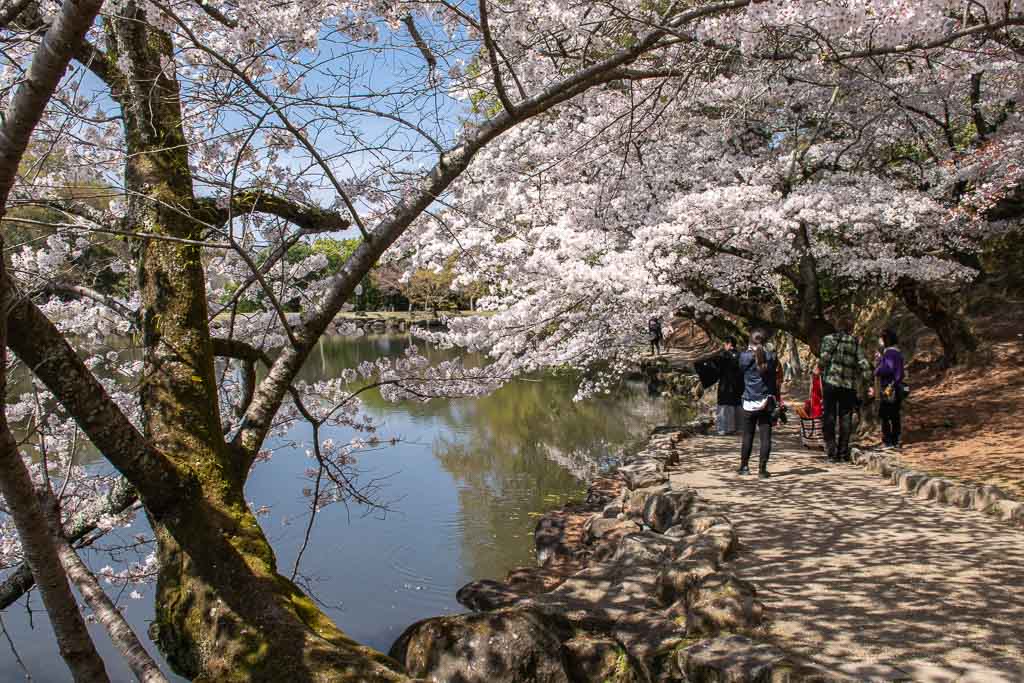 Nara Park Sakura