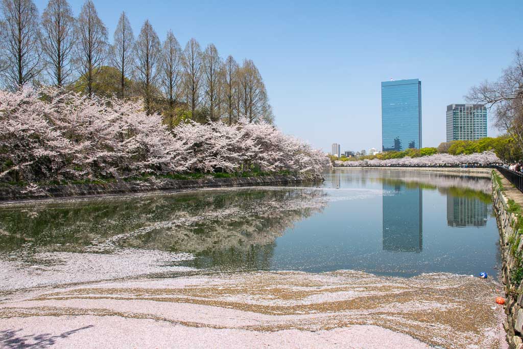 Osaka cherry blossom