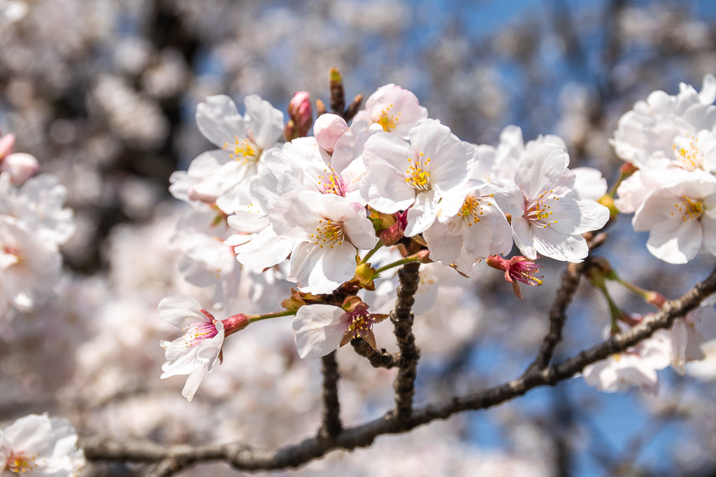 Blossom
