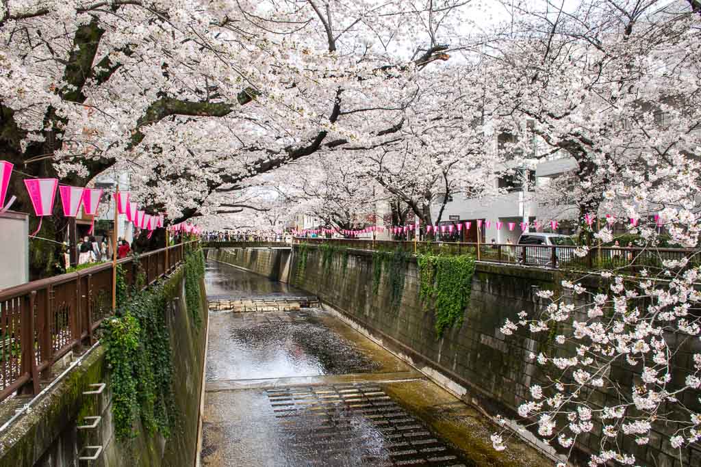 Meguro cherry blossom season Tokyo
