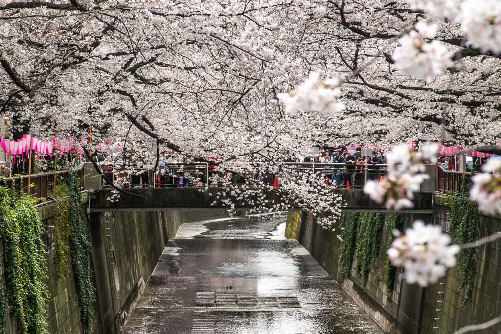Japan cherry blossom season