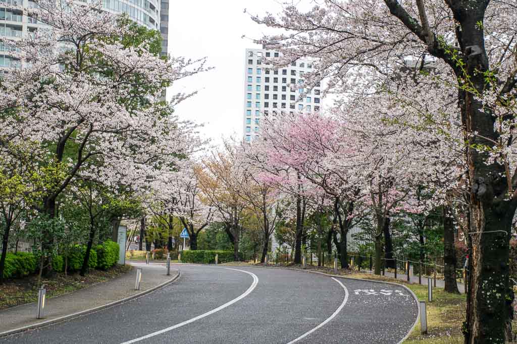 Sakurazaka in Akasaka