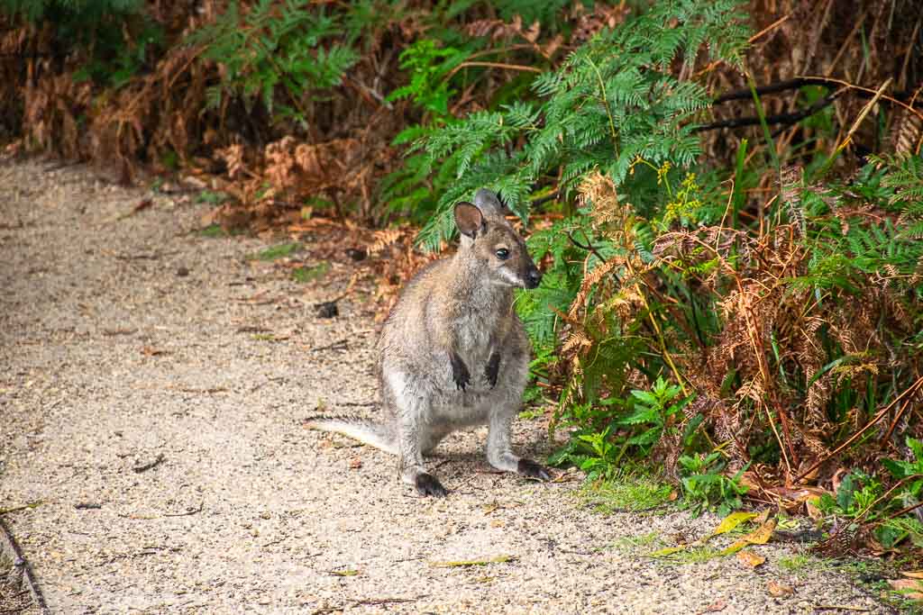 Pademelon Tasmania wildlife