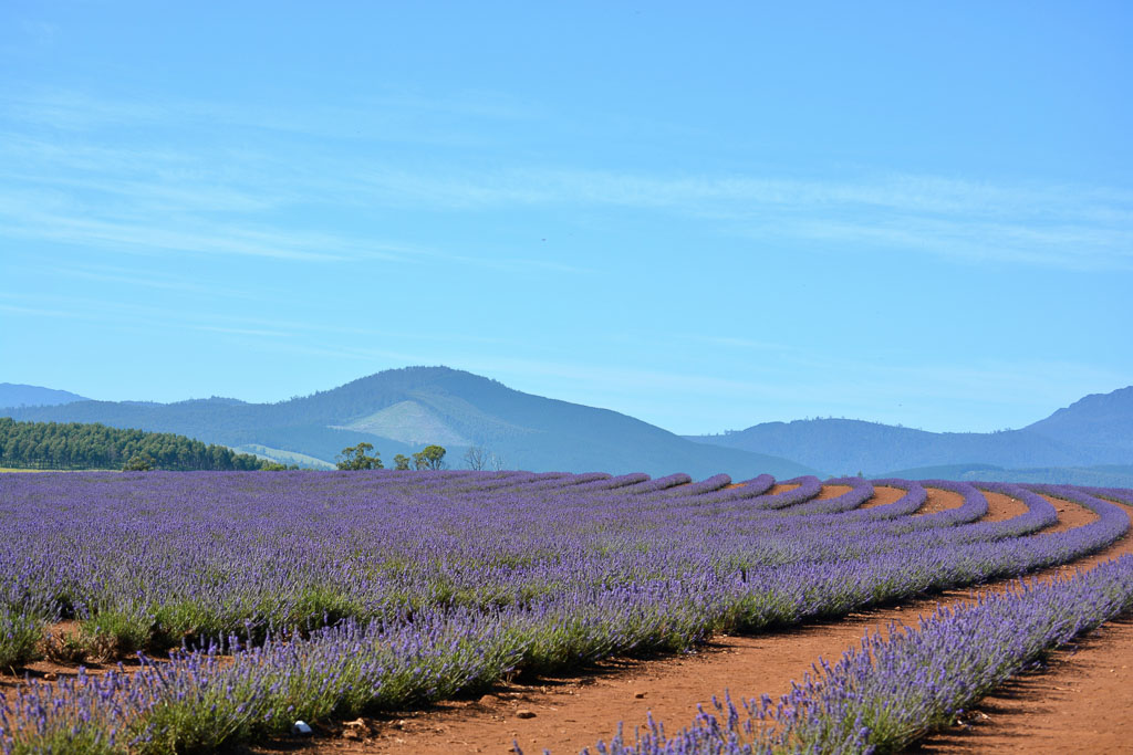 Bridestowe Lavender