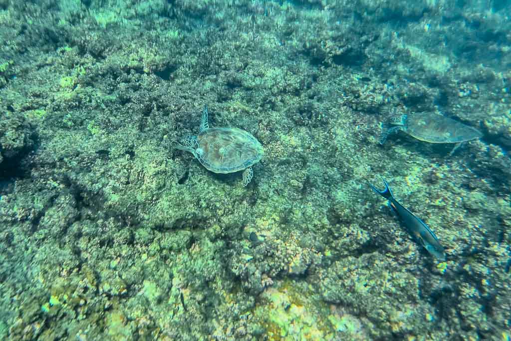 Dimaniyat Islands turtles in Oman