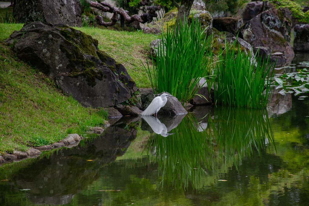 White bird in Japanese garden