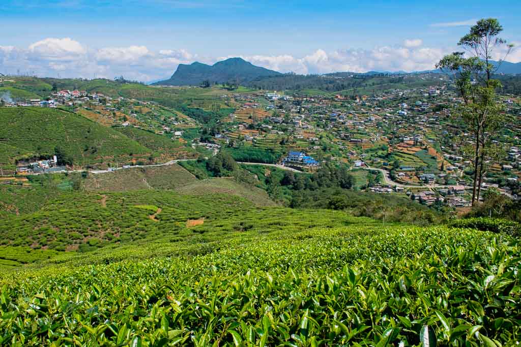 Nuwara Eliya hotels and guesthouses