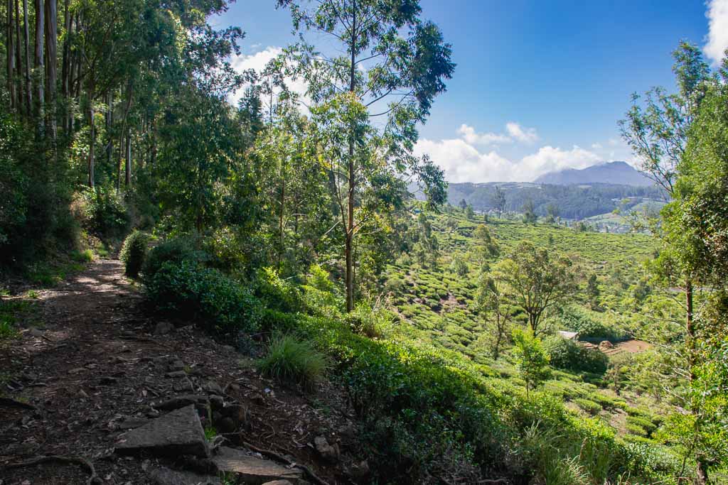 Things to do in Nuwara Eliya Sri Lanka