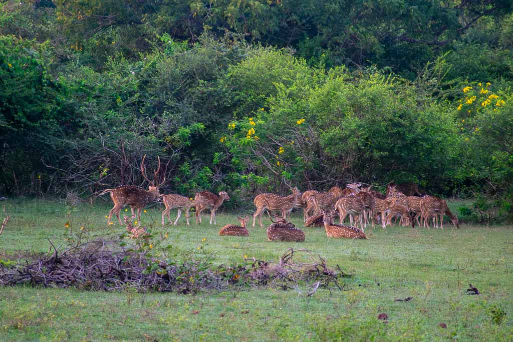 Deer in Sri Lanka safari