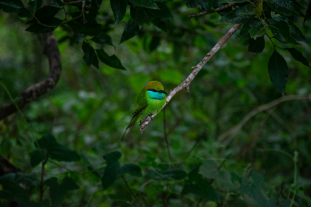 Bird in Sri Lanka