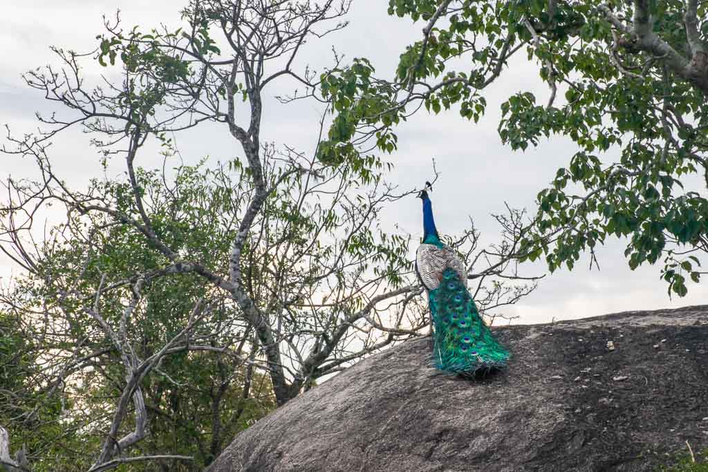 Peacock in Yala National Park Asia