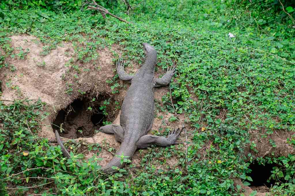 Monitor lizard in Asia