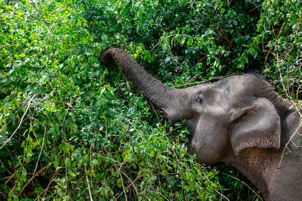 Where to see elephants in Sri Lanka