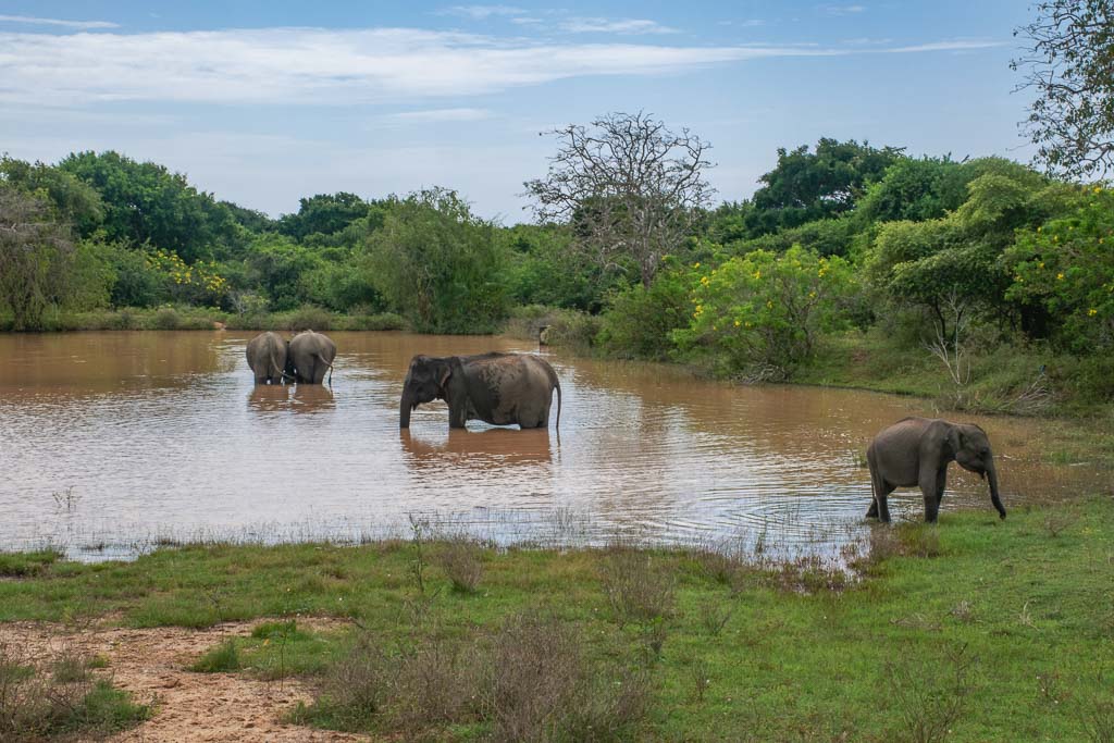 Elephants in Sri Lanka national park
