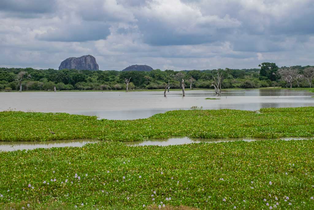 Visiting Yala National Park in Sri Lanka