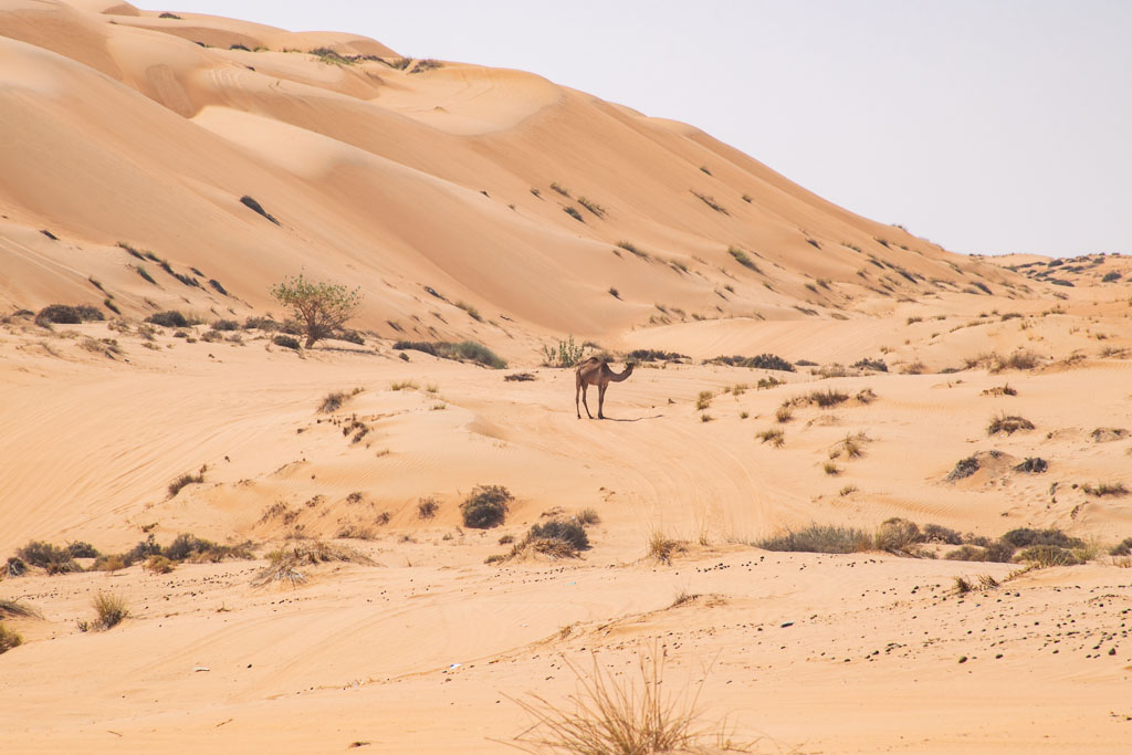 Wahiba Sands day trip from Muscat
