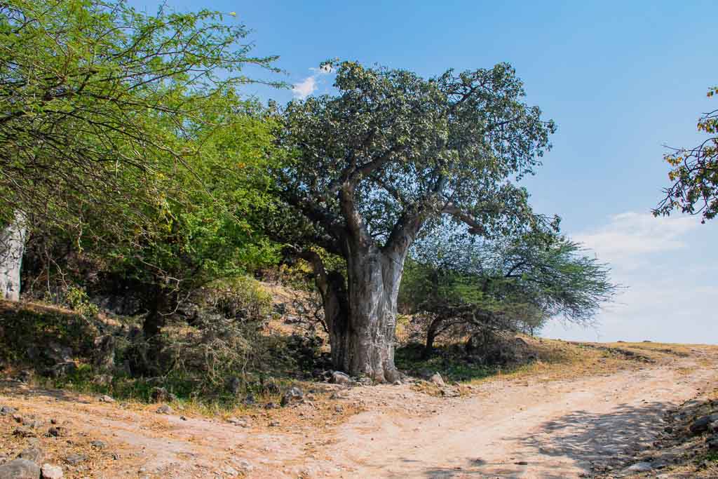 Oman baobab trees