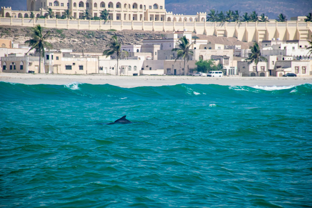 Oman dolphins Taqah Beach