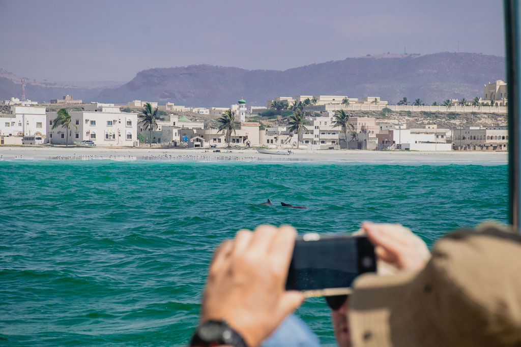 Salalah dolphin watching in Oman